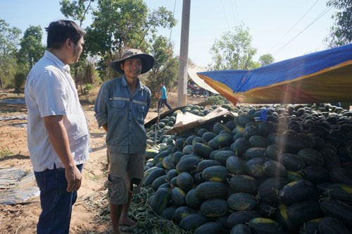 Làm “luật” trên ruộng dưa