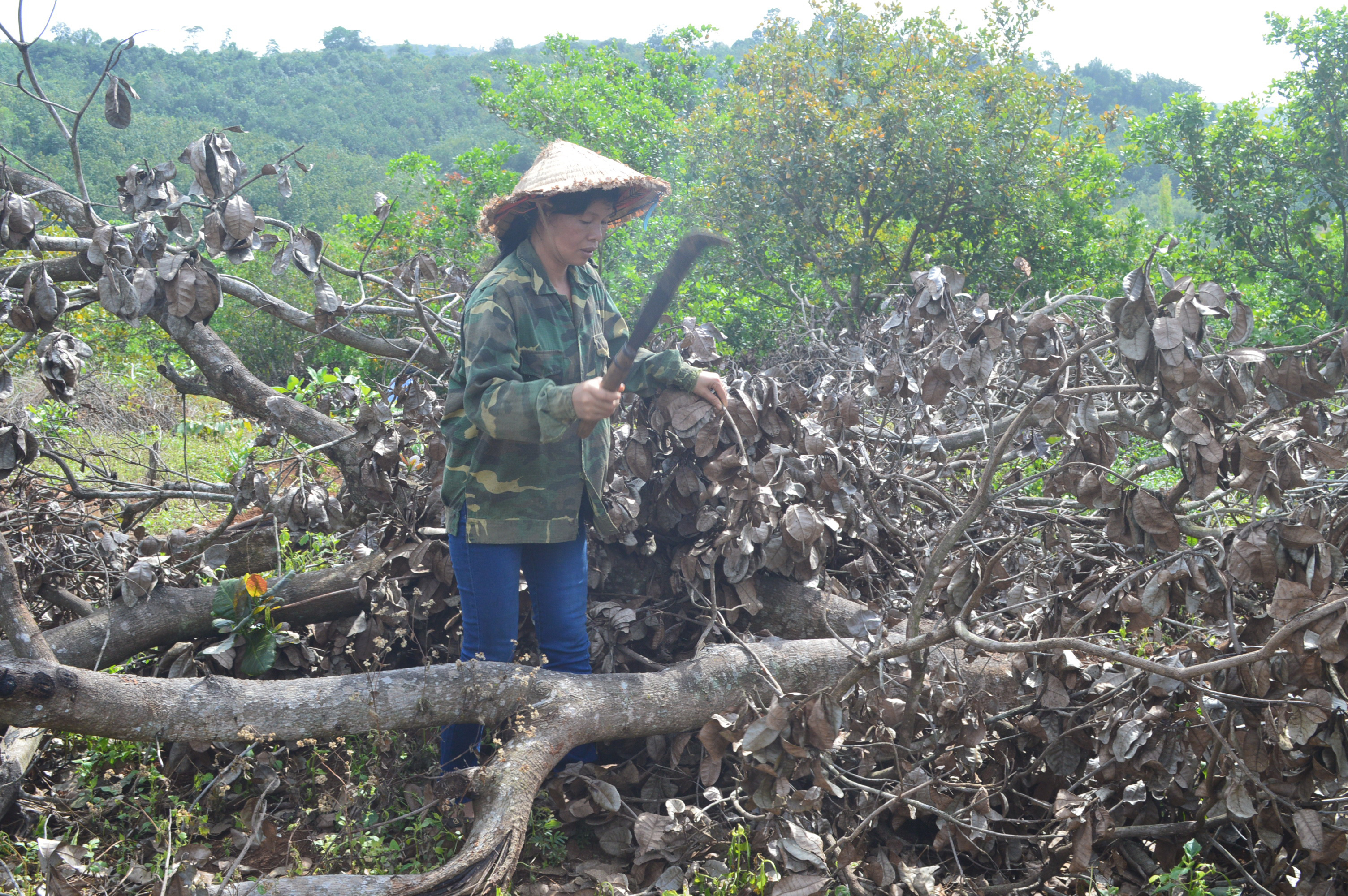 Công ty Long Sơn được ưu ái ra sao?