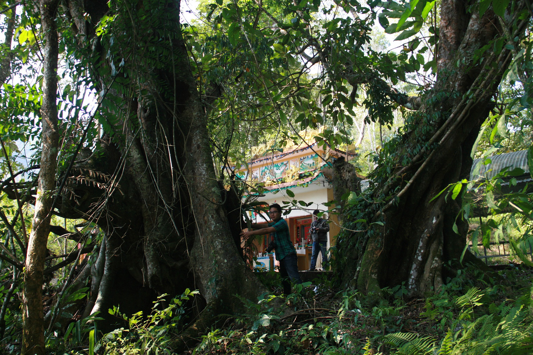 Kỳ thú cây đa di sản