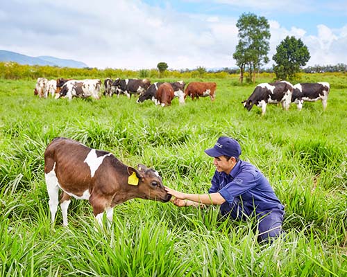 Vinamilk đạt chứng nhận trang trại bò sữa organic đầu tiên tại Việt Nam