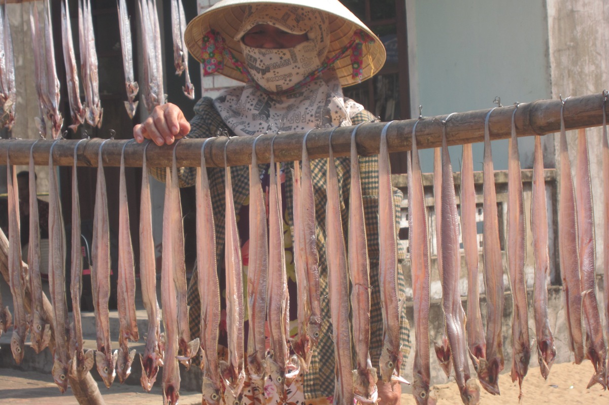 Ngư dân Quảng Nam trúng đậm cá hố
