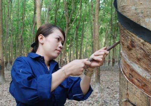 Bình chọn bài hát truyền thống ngành cao su