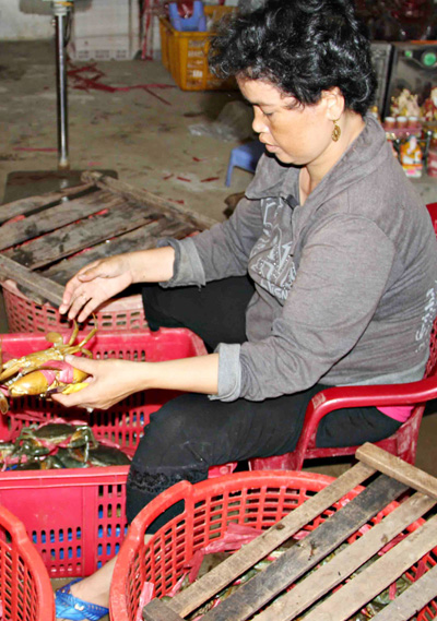 Nhiều hộ nu&ocirc;i cua ở C&agrave; Mau thua lỗ khi bỏ tiền đầu tư thả nu&ocirc;i đ&oacute;n gi&aacute; dịp Trung thu. Ảnh: Ph&uacute;c Hưng