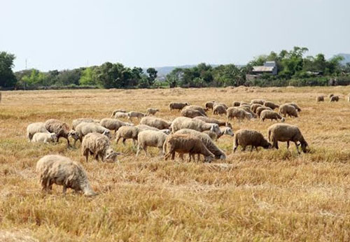 Ninh Thuận: Giá cừu tăng mạnh