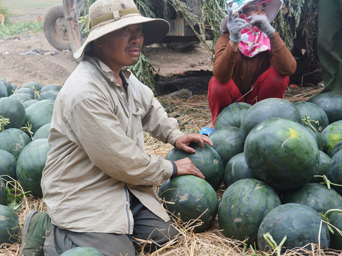 5 kg dưa hấu = 1 ly trà đá