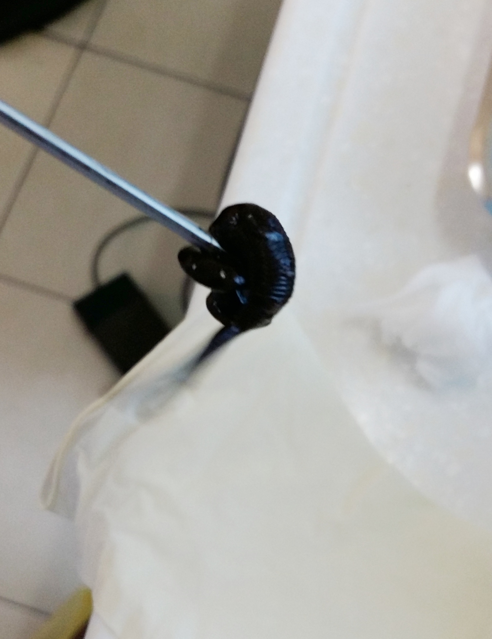 Gắp con đỉa dài 10cm ra khỏi mũi bệnh nhân