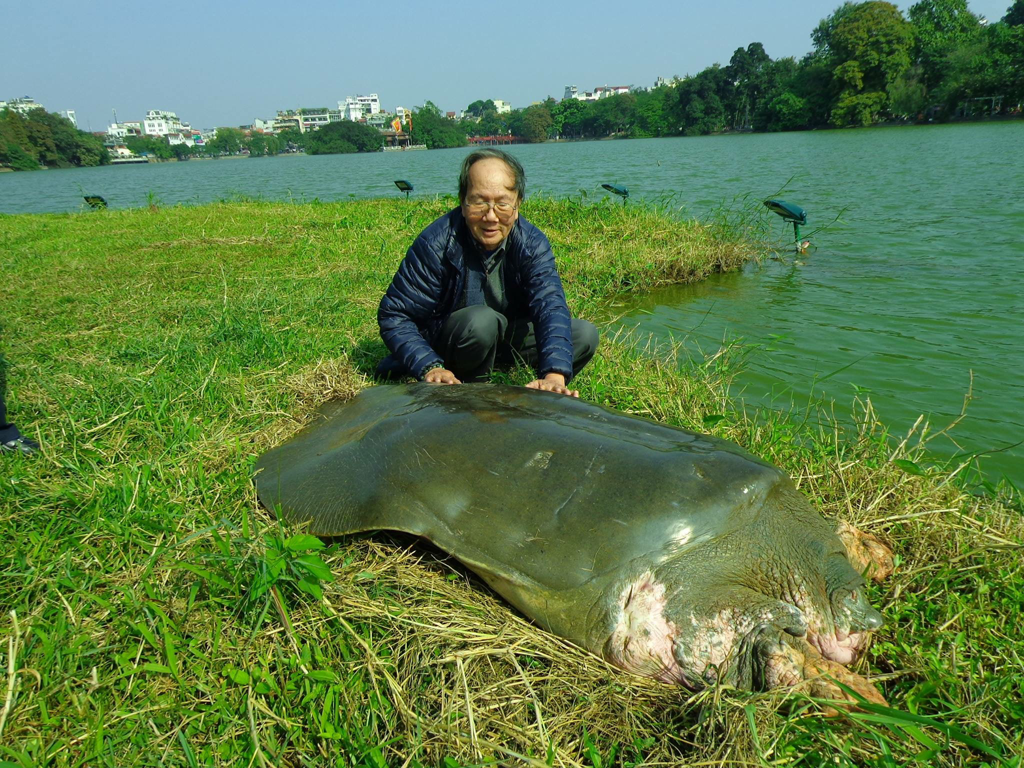 Hồ Gươm có cần rùa?