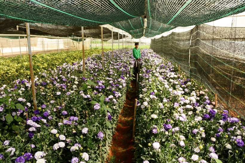 Tiếc đứt ruột vì lily, cát tường... nở sớm