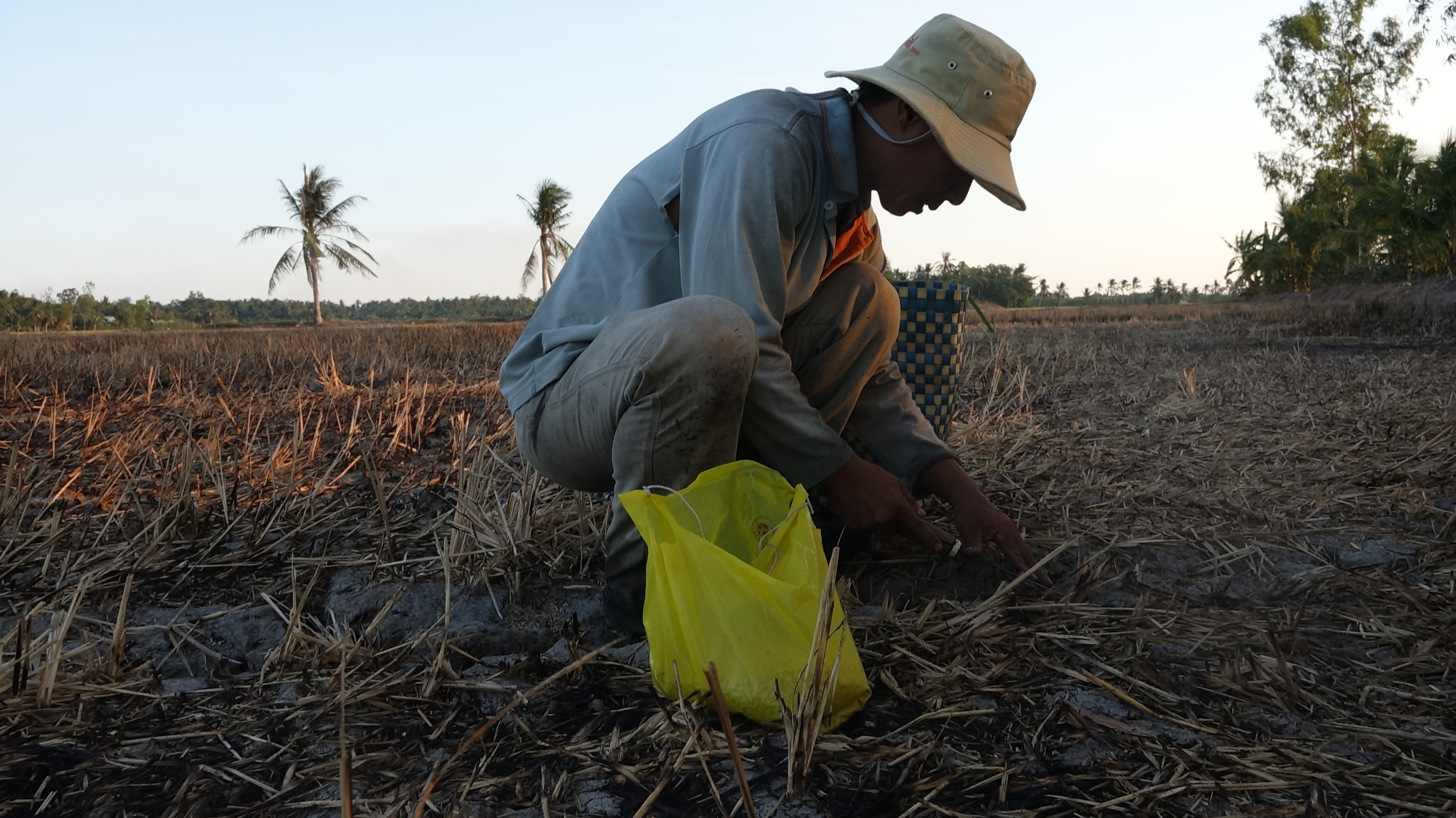 Săn chuột mùa hạn-mặn, kiếm nửa triệu mỗi ngày