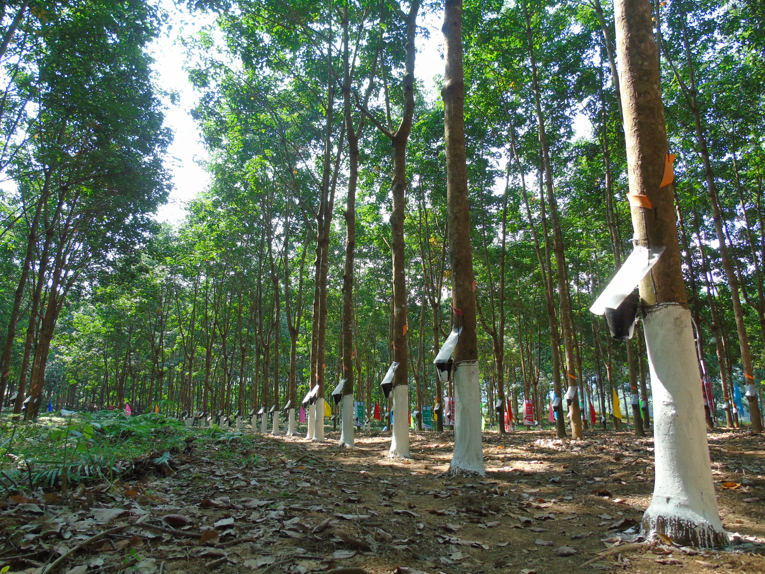 Sau 9 năm, cây cao su đã sinh trưởng, phát triển tốt trên đất Lai Châu, nhưng điều quan trọng hơn cả là cao su có mủ để khai thác