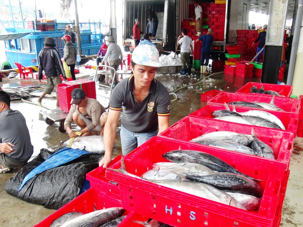 Cá ngừ sọc dưa tràn ngập cảng Hòn Rớ