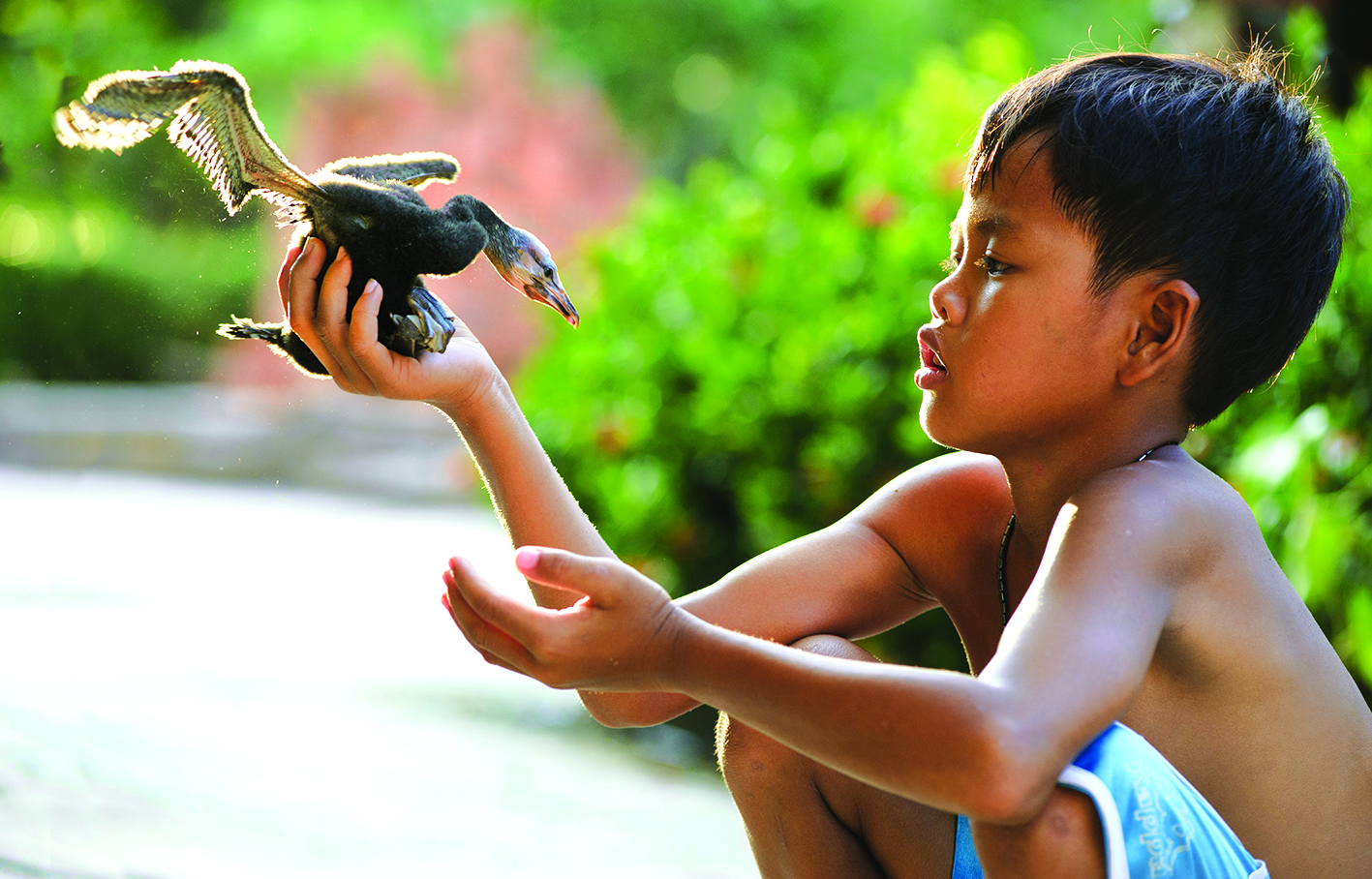 Vườn không còn chim cút