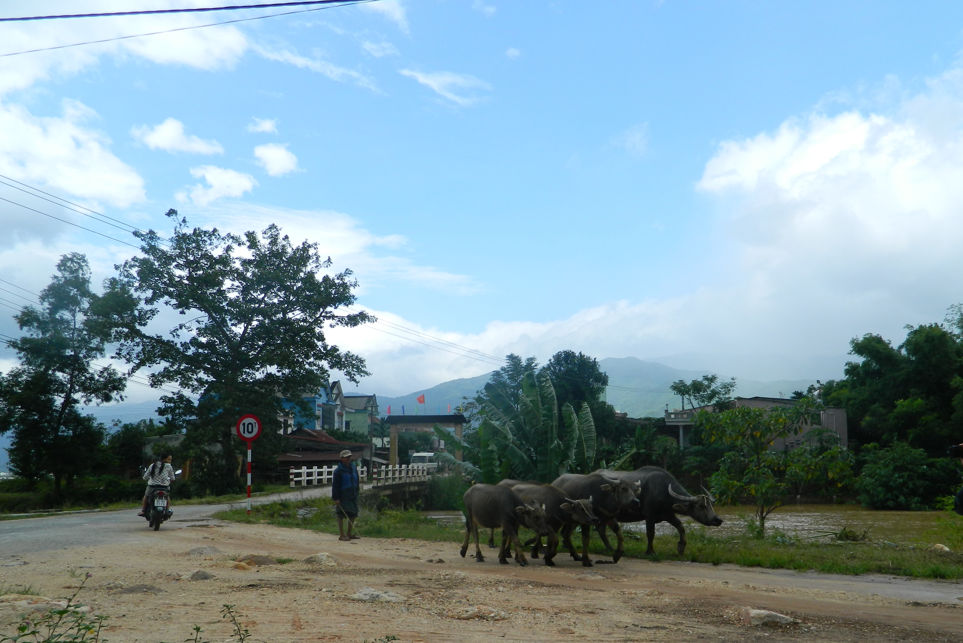 Người dân ở rốn lũ Đại Lãnh, huyện Đại Lộc cuống cuồng đưa trâu bò lên núi