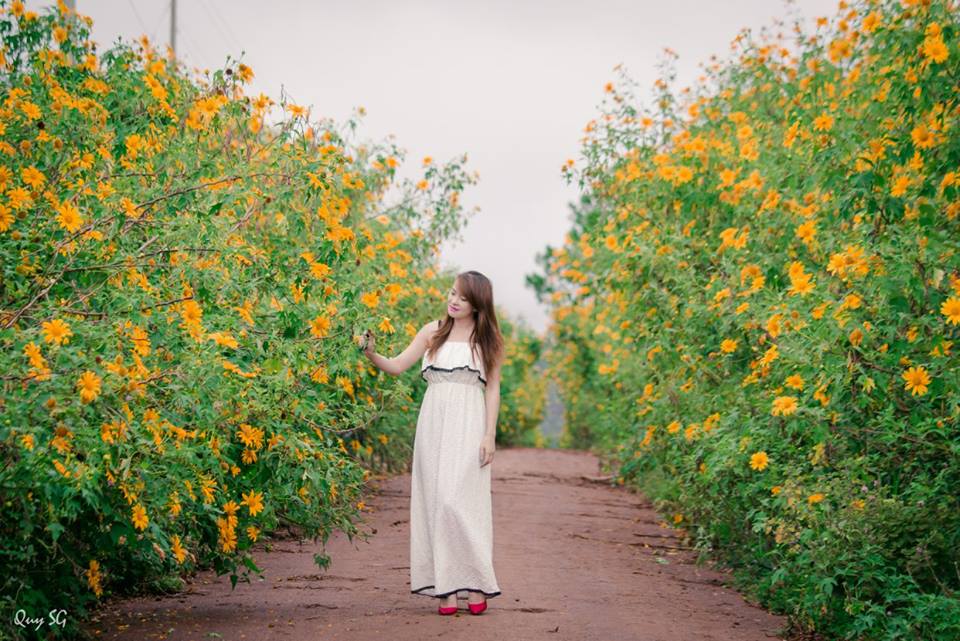 Giới trẻ ngất ngây với con đường dã quỳ ở xã Tu Tra, Đơn Dương.
