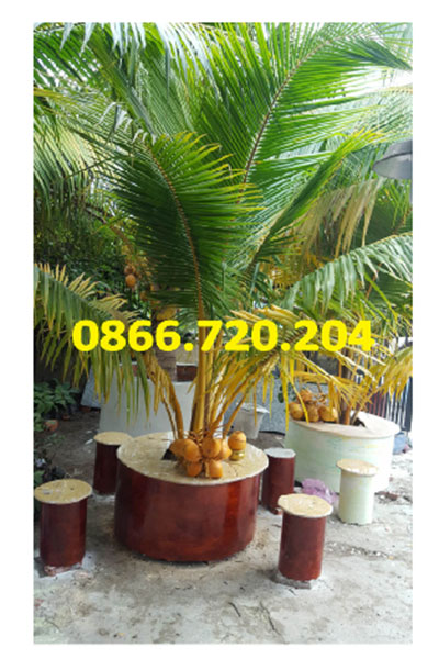 Ra mắt giống dừa trồng trong chậu độc đáo