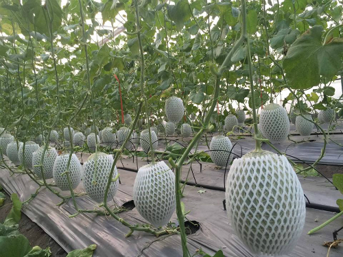 Dưa lưới trồng ồ ạt vẫn không kịp bán