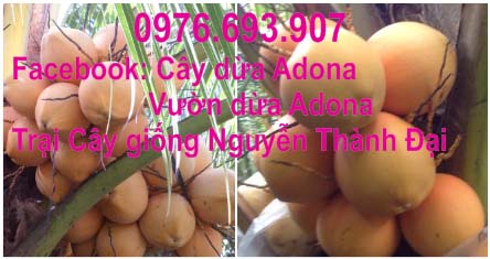 Trồng thành công giống dừa trái 2 màu siêu đẹp