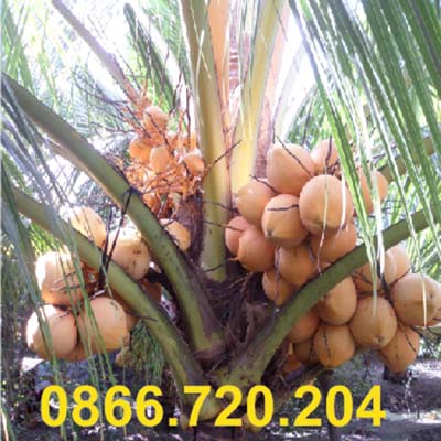Trồng thành công giống dừa trái có 2 màu rất đẹp