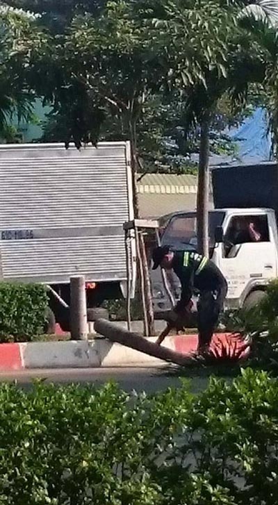 Đốn hạ cau trên đường đẹp nhất TP HCM