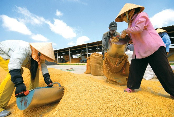 Đừng để người Việt phải ăn gạo ngoại