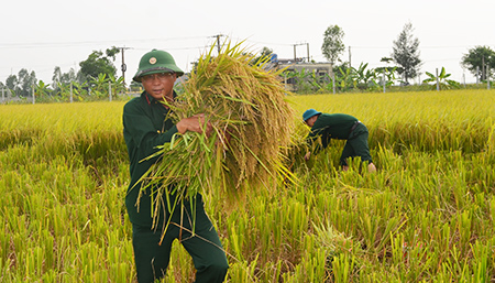 Công an, bộ đội, học sinh gặt lúa giúp dân "chạy" bão số 7