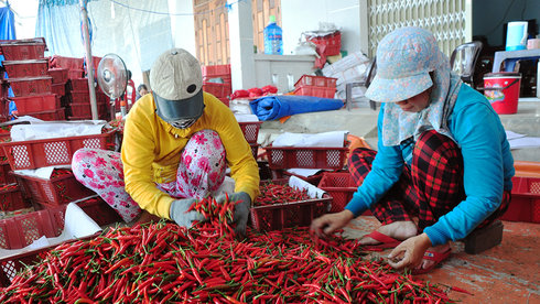 Trung Quốc thu mua ớt ào ạt, giá ớt nhảy múa