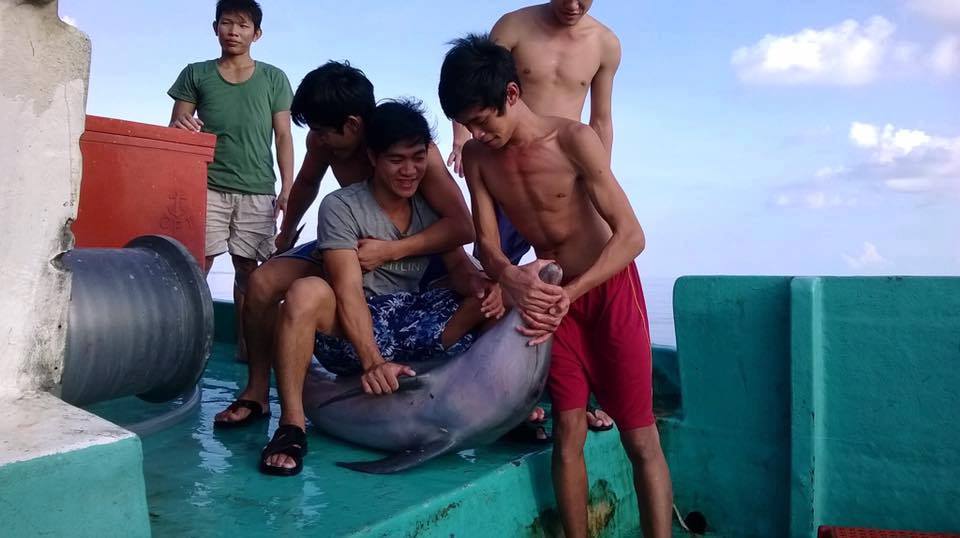 Nhóm thanh niên đè cá heo đùa giỡn trước khi ra tay sát hại. Ảnh trên Facebook của Người Phú Quốc.