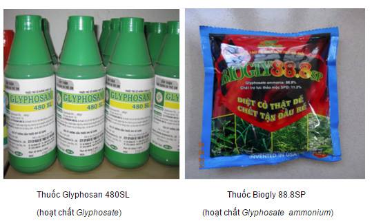 Chất glyphosate an toàn nếu sử dụng đúng cách