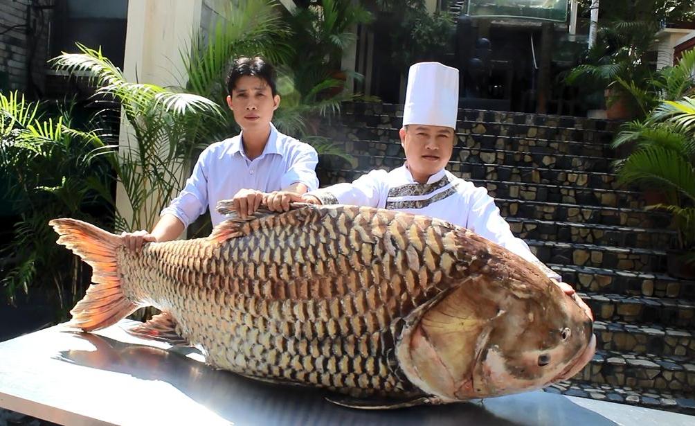 Cá hô 119 kg từ Campuchia về nhà hàng ở TPHCM