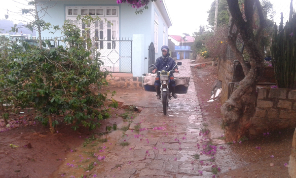 Lâm Đồng có "mưa vàng"