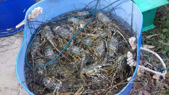 Phú Yên: Tôm hùm chết do ô nhiễm, tảo nở hoa