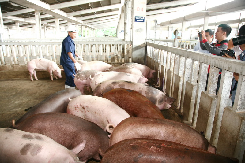 Tiêu hủy 80 con heo có chất cấm salbutamol