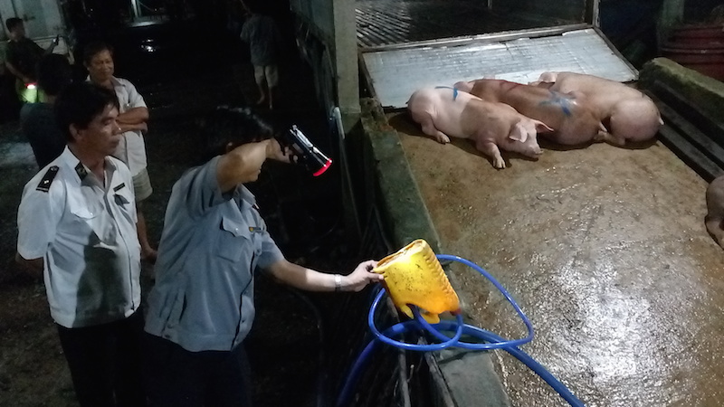 Bắt tại trận cơ sở bơm thức ăn vào heo
