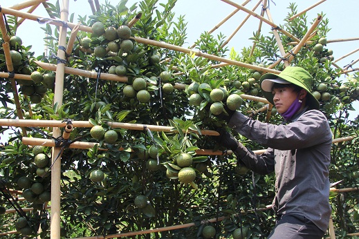 Nhờ &ldquo;&eacute;p&rdquo; cam, qu&yacute;t ra tr&aacute;i vụ m&agrave; mỗi năm gia đ&igrave;nh b&agrave; Yến thu lợi cả tỉ đồng.