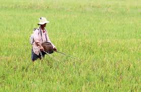 Xiệc chuột bị điện giật tử vong