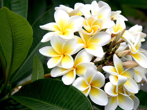 Hoa sứ trắng