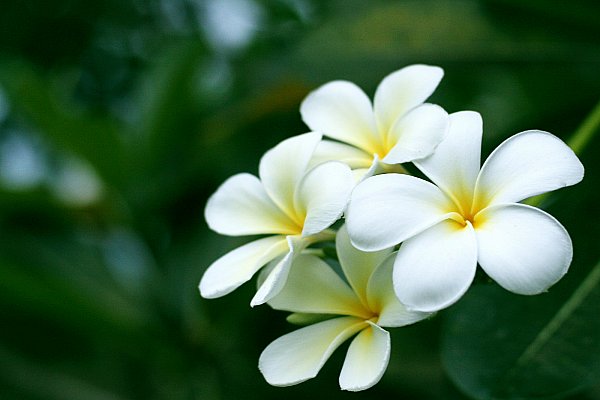Loại hoa nào cấm kỵ cúng trên bàn thờ?