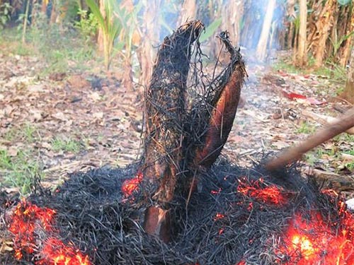 Vầy mới là cá lóc nướng trui!
