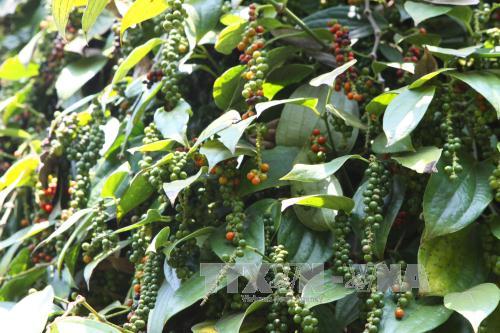 Diện tích hồ tiêu tăng chóng mặt: Hệ lụy khôn lường