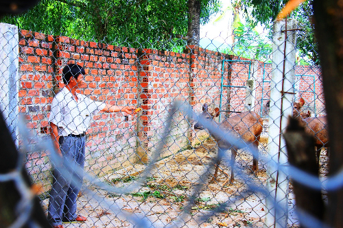 Đến giờ ăn, đ&agrave;n hươu, nai qu&acirc;y quần b&ecirc;n &ocirc;ng Đ&agrave;o. Ảnh: Quy Nhơn