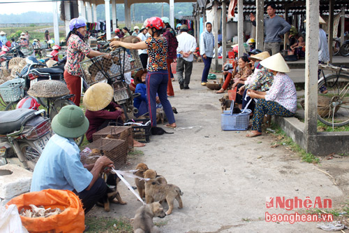 Thích thú đến chợ chó con ở Nghệ An