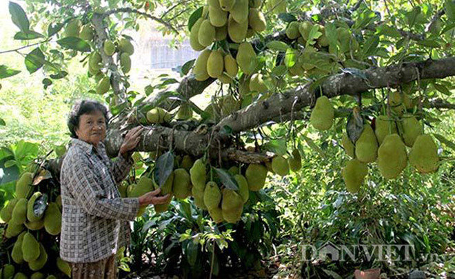 Đẹp mê hồn những vườn cây trĩu quả ở ĐBSCL