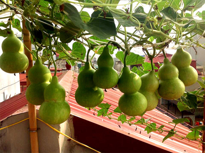 
Quả bầu hồ l&ocirc; tượng trưng cho sự trường thọ, may mắn, b&igrave;nh y&ecirc;n, hạnh ph&uacute;c vợ chồng sinh s&ocirc;i trĩu trịt tr&ecirc;n gi&agrave;n.
