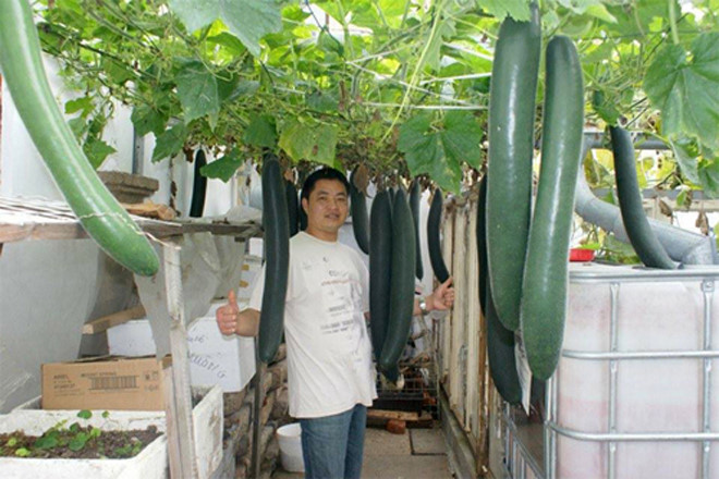 
Những quả b&iacute; xanh được trồng thủy canh cho ra nhiều tr&aacute;i trong m&ugrave;a h&egrave;.
