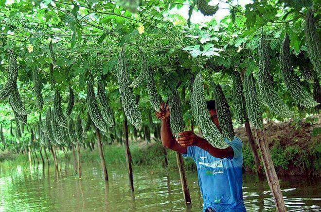 
Mướp đắng sai trĩu m&agrave; lại đều, quả n&agrave;o quả nấy, xanh r&igrave;, to đều như nhau, nh&igrave;n đẹp m&ecirc; hồn.
