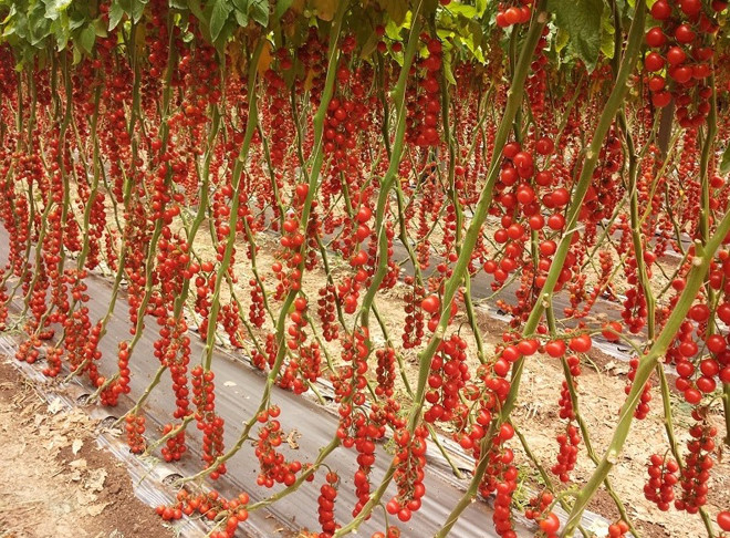
Giống c&agrave; chua cherry cho tr&aacute;i sai trĩu trịt, đỏ từ gốc đến ngọn.
