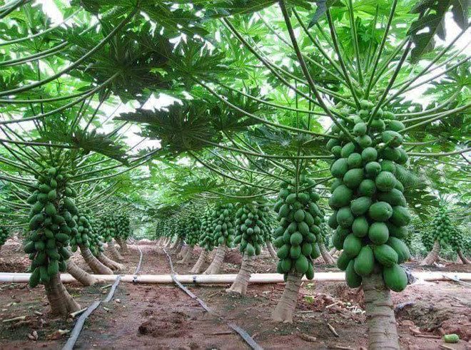 
Trăm c&acirc;y đu đủ như một, nh&igrave;n l&agrave; ph&aacute;t th&egrave;m.
