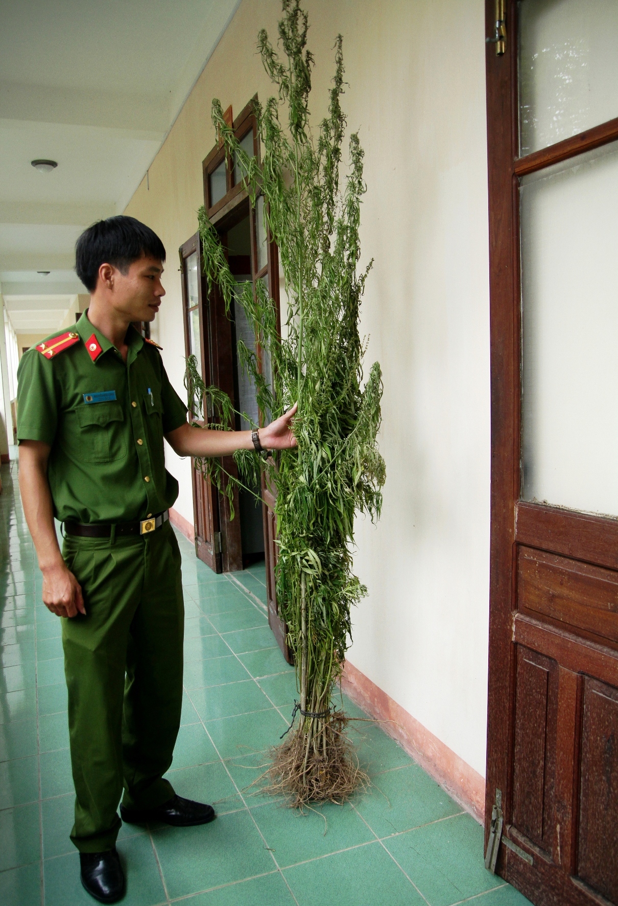 Phát hoảng với hơn 200m2 cây cần sa trong... rẫy nhà