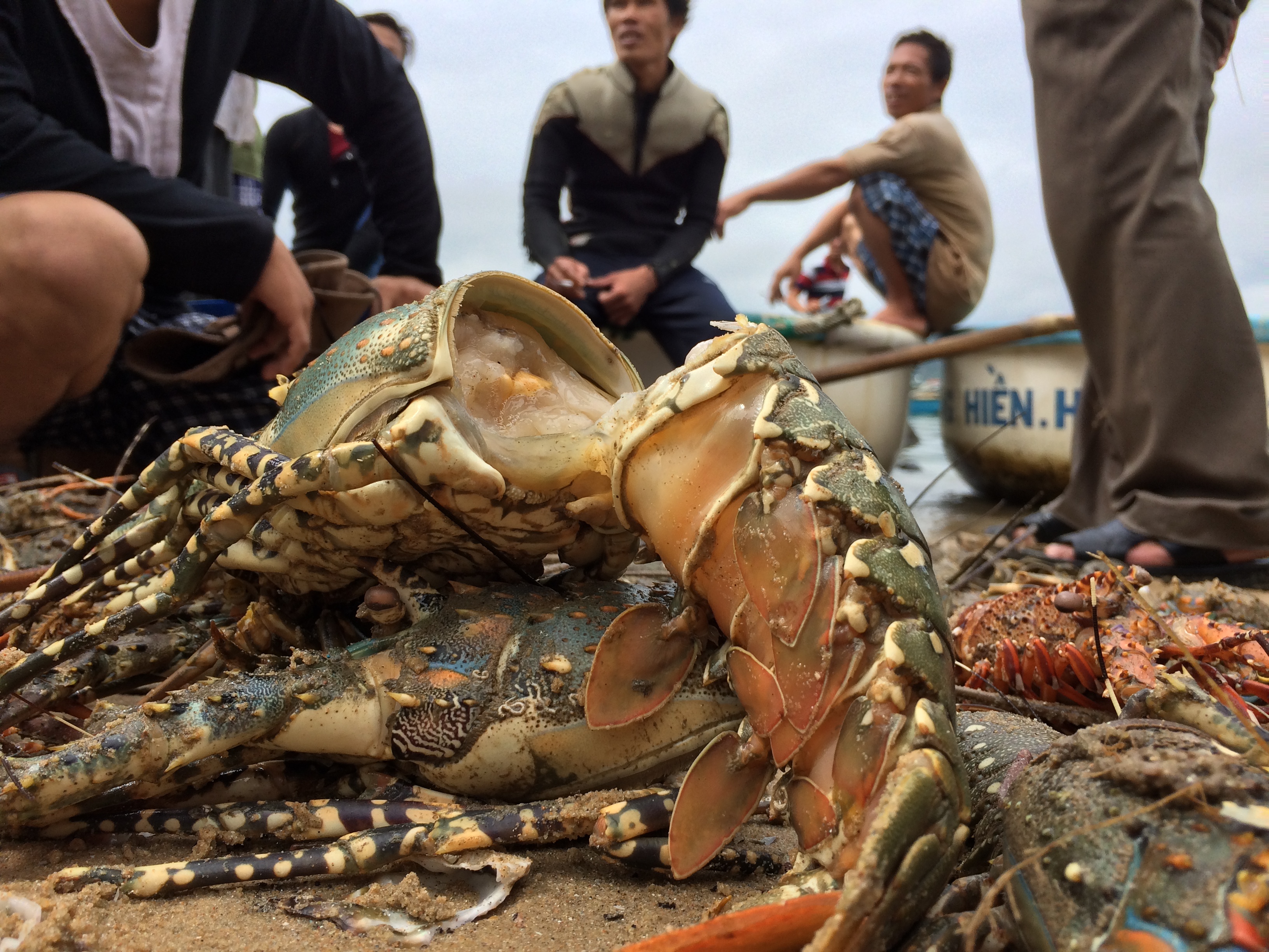 Sau lũ, tôm hùm chết la liệt