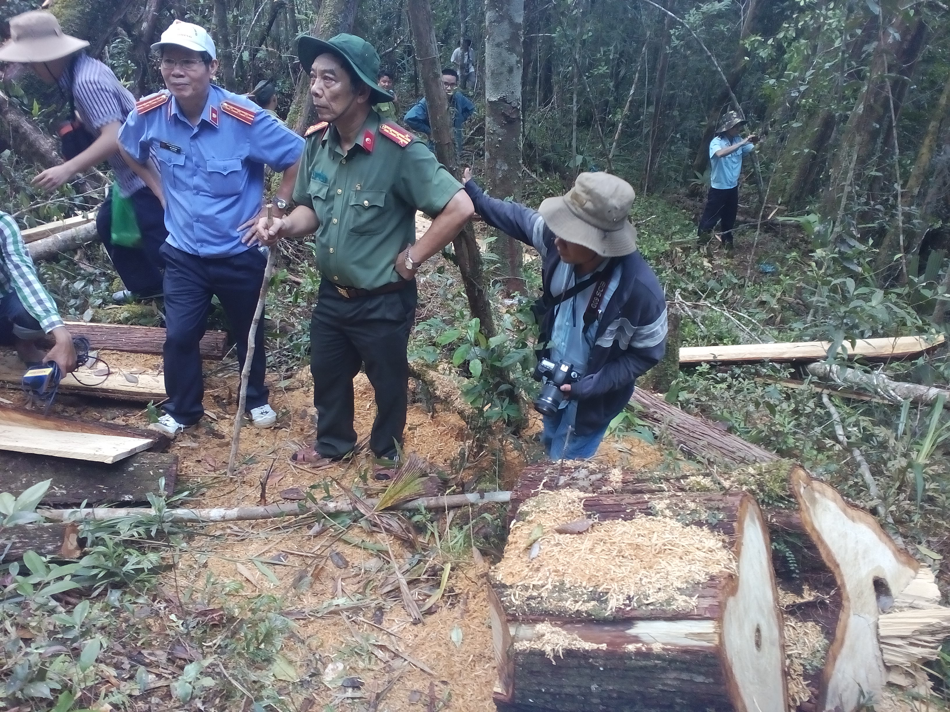 Bắt nhiều đối tượng quan trọng trong vụ phá rừng pơ mu
